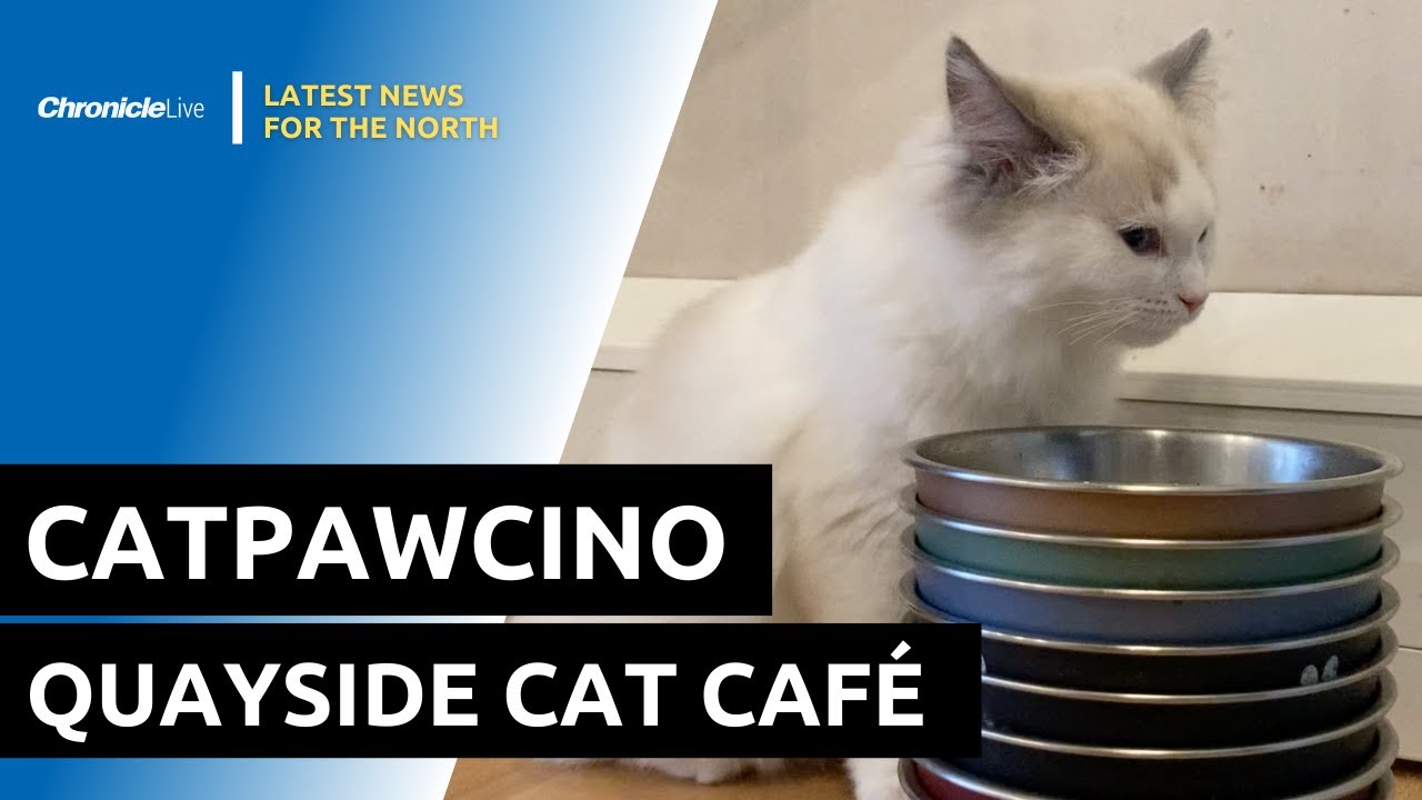 catpawcino-cat-caf-on-newcastle-quayside-youtube