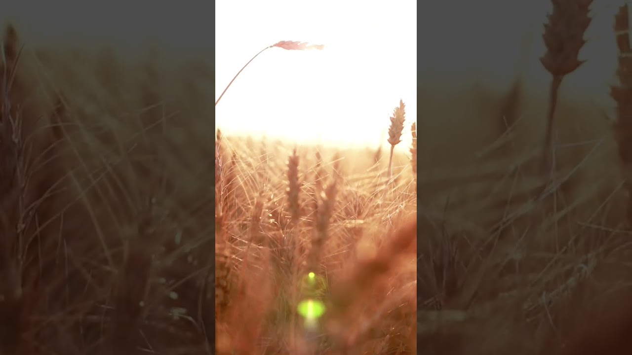 Stock Video: Close-up of Wheat in Field