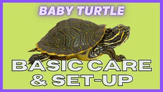 Ugr - Baby Turtle Care Video
