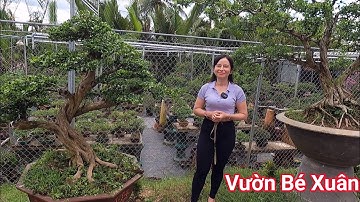 Ngắm nhìn và giao lưu những tác phẩm cây Bonsai đẹp tại vườn Bé Xuân ở Bến Tre