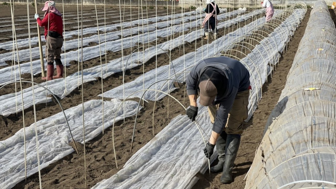 トウモロコシ栽培/トンネルビニールの張り方・支柱の立て方（後編）21/3/11