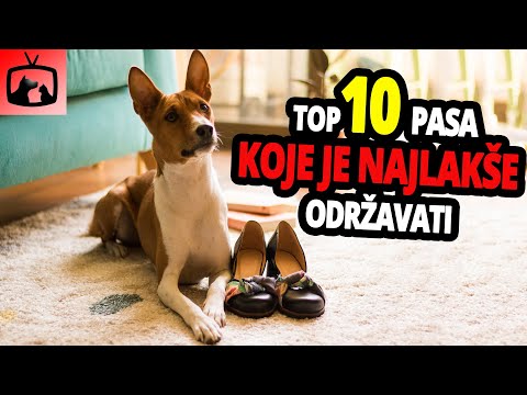 Video: Koja Je Najzlobnija Pasmina Pasa