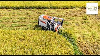 Les Paysans Chinois Commencent Les Récoltes Dautomne