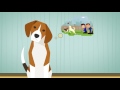 Doggie District Daycare & Boarding Las Vegas & Arizona Doggie District Daycare & Boarding Las Vegas & Arizona