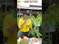 LOẠI SẦU RIÊNG KINH TẾ CAO CHO NĂM 2026