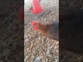 नौकरी से कुछ भी बदलनेवाला नहीं है #chicken #farming #poultry #poultryfarmers
