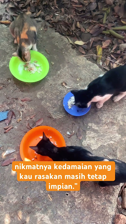 nikmatnya kedamaian masih tetap impian #cat #catlover #sayangkucing