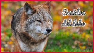 SONIDOS del LOBO (1 Hora) 🐺🎶🔊