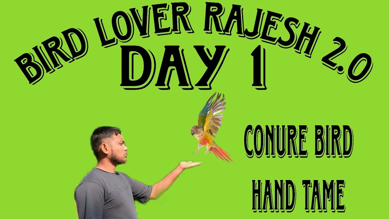 conure bird hand tame | କନୁର ପକ୍ଷୀ ହାତ ବସାଇବା |  कनूर पक्षी हाथ की स्थिति🦜🦜🦜🦜🦜
