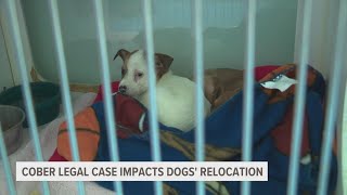 Recovery timeline uncertain for Cober's Canine Rescue dogs as legal process continues
