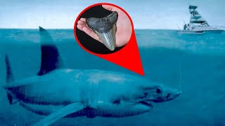Prehistoric Sea Monsters That Made Megalodon Look Tame