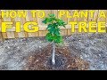 How To Plant A Fig Tree In Ground | Complete Guide