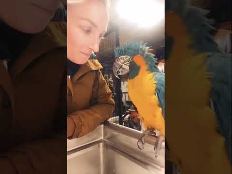 Video: 250+ Nama Parrot Percuma untuk Burung Luar Biasa anda (Dari Ace ke Wingham)