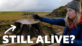 We Walked by Hadrian's Wall to See What's Left of the Sycamore Gap Tree