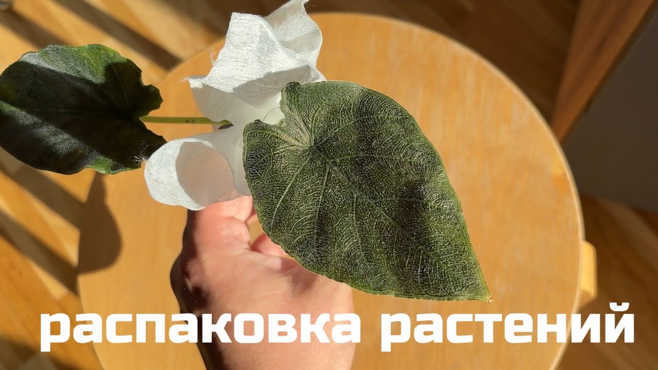 Распаковка и обзор моих новых растений.