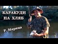 Риболов на Каракуда на Плувка и Хляб на Река Марица // Float Fishing for Crucian Carp with Bread