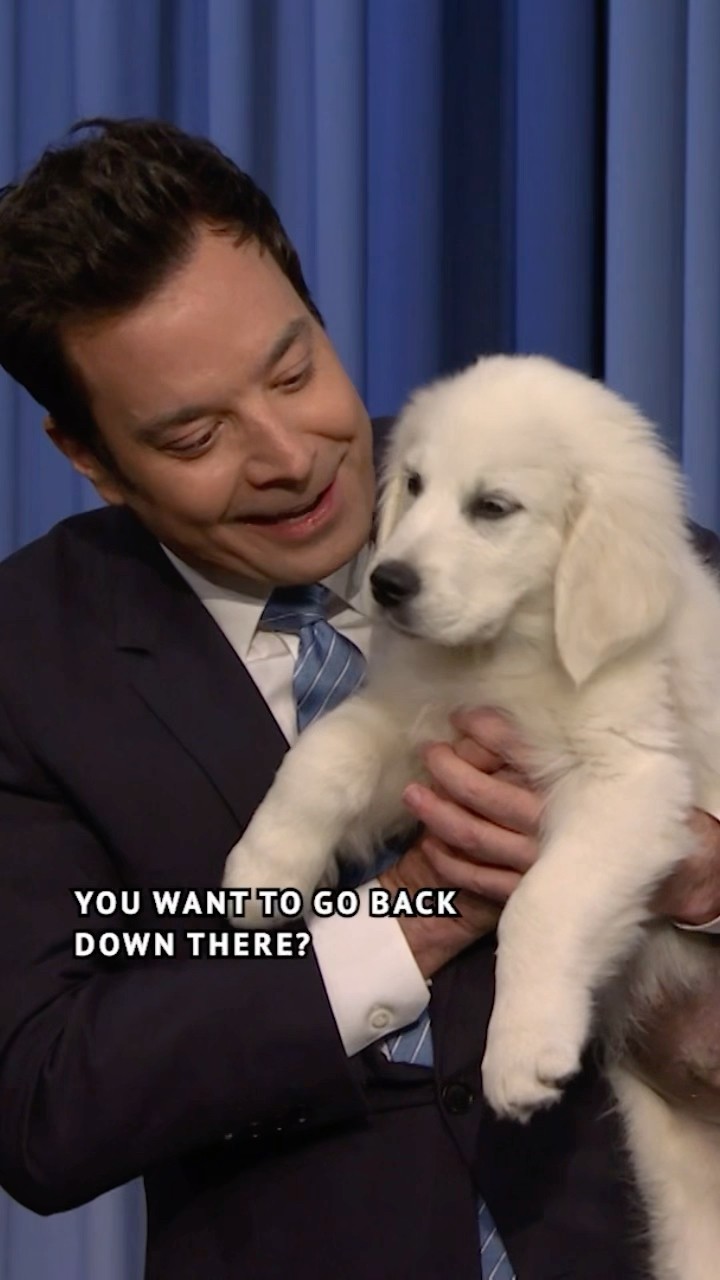 Tonight Show Puppy Predictors #SuperBowl Edition: #Eagles vs. #Chiefs #FallonTonight