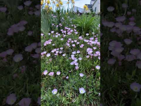 Video: Enotera flerårig: planting, stell, dyrkingsfunksjoner og anmeldelser