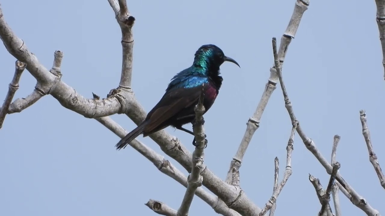 Purple-banded Sunbird♂   4K