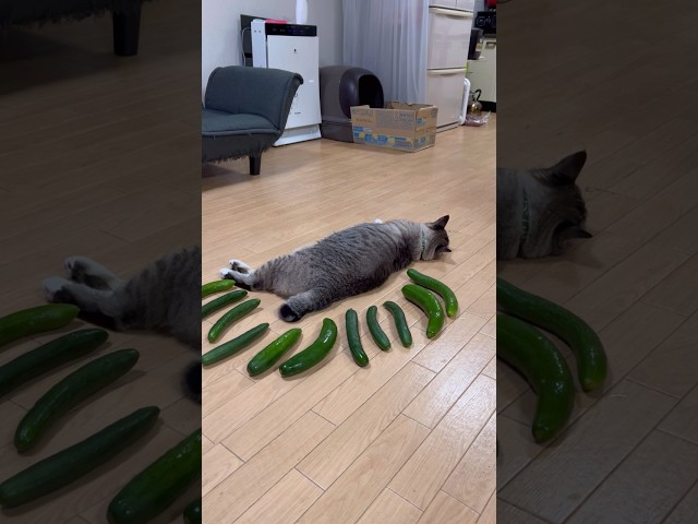 【おもしろねこ動画まとめ】ドジな猫まとめ【爆笑かわいい猫】