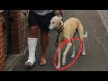 Loyal Dog Copies Injured Owner’s Limp in Surprising Show of Sympathy