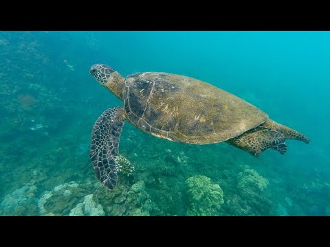 Video: Puas loggerhead sea turtles nyob hauv pab pawg?