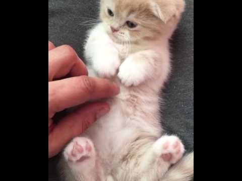 Belly rubbing a Scottish Fold Munchkin Kitten