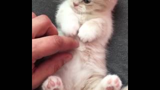 Belly rubbing a Scottish Fold Munchkin Kitten