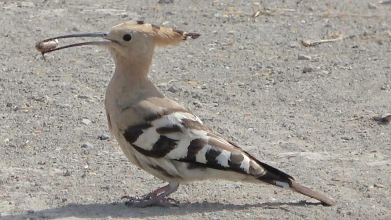 Eurasian Hoopoe, El Palmar, Spain