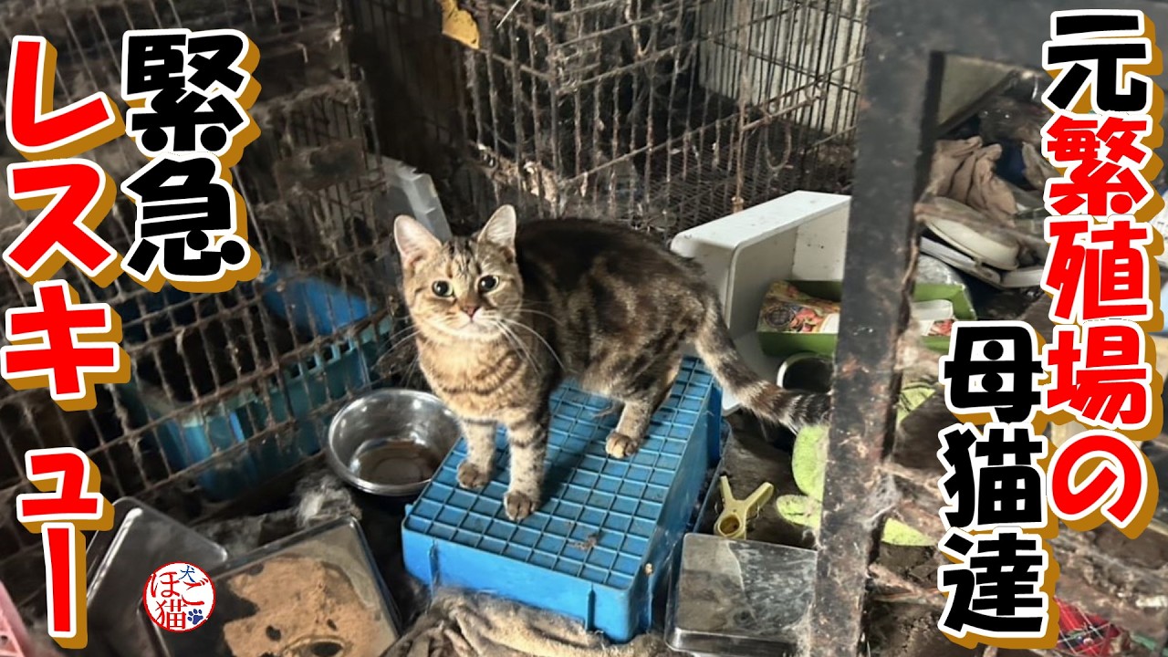 【お願い　保護】緊急レスキュー！元繁殖屋がまた繁殖させようとしていました