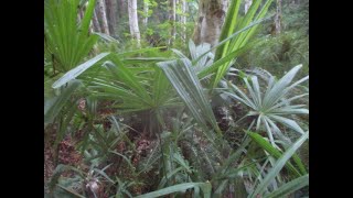 Palm trees gone wild in a Canadian Forest