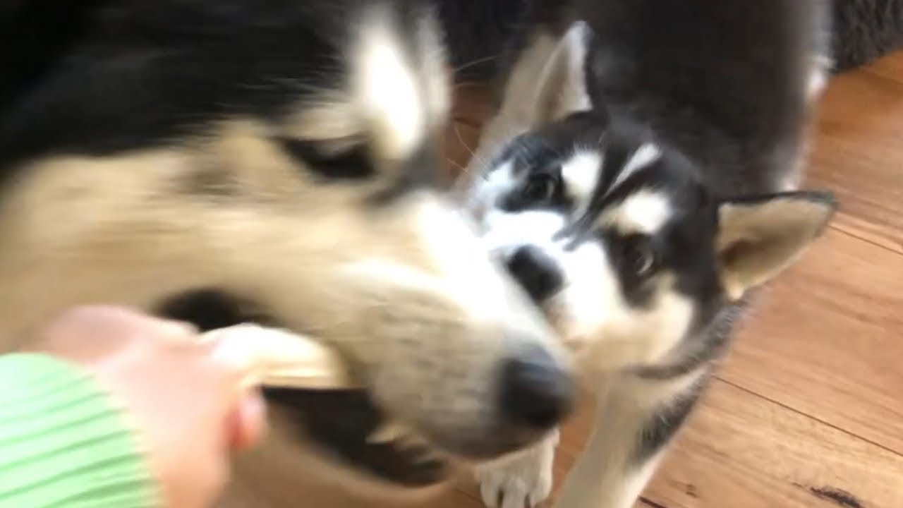 Tiny Husky Tugs with Alpha Dog 