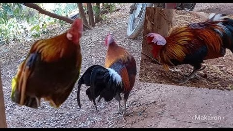 ขายไก่ต่อเสียงดี  muag qaib dib qua zoo