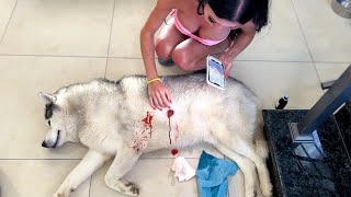видео: БЕДА! Травма у Хаски Рокки в горах ! картинка: БЕДА! Травма у Хаски Рокки в горах !