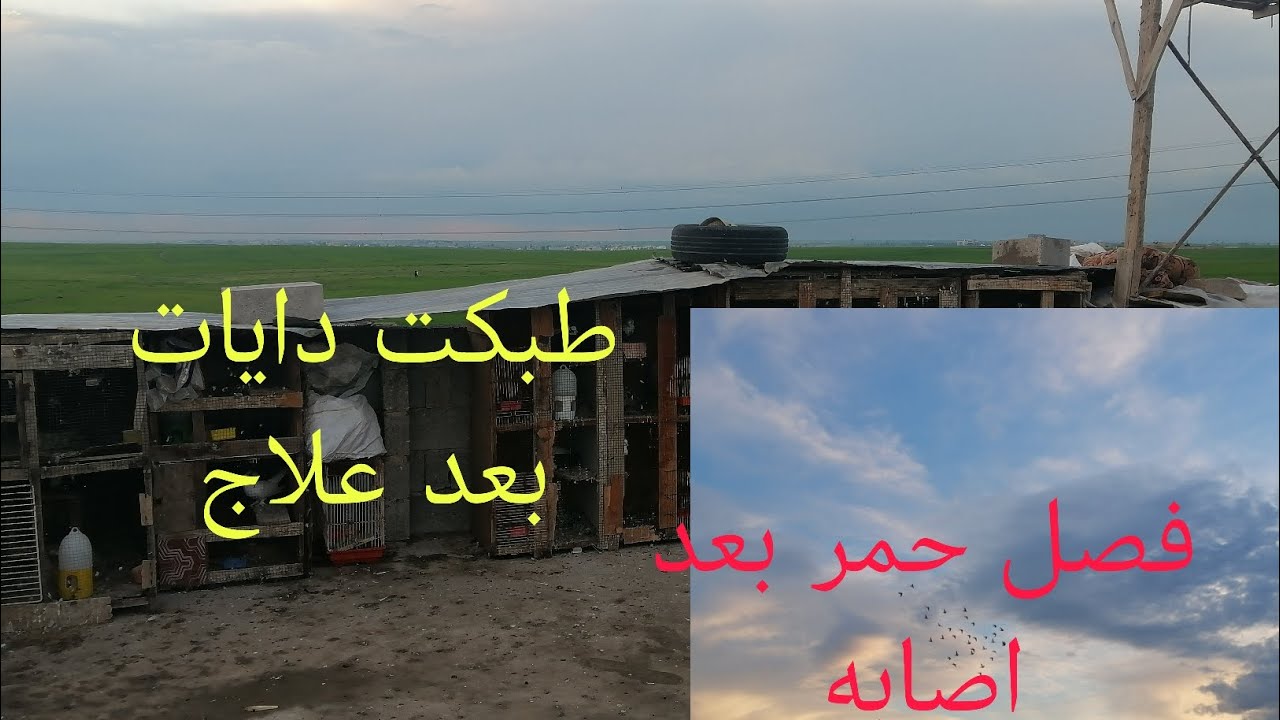 تم بيع فرخات وطبكت دايه وفصل حمر بعد علاج 💊