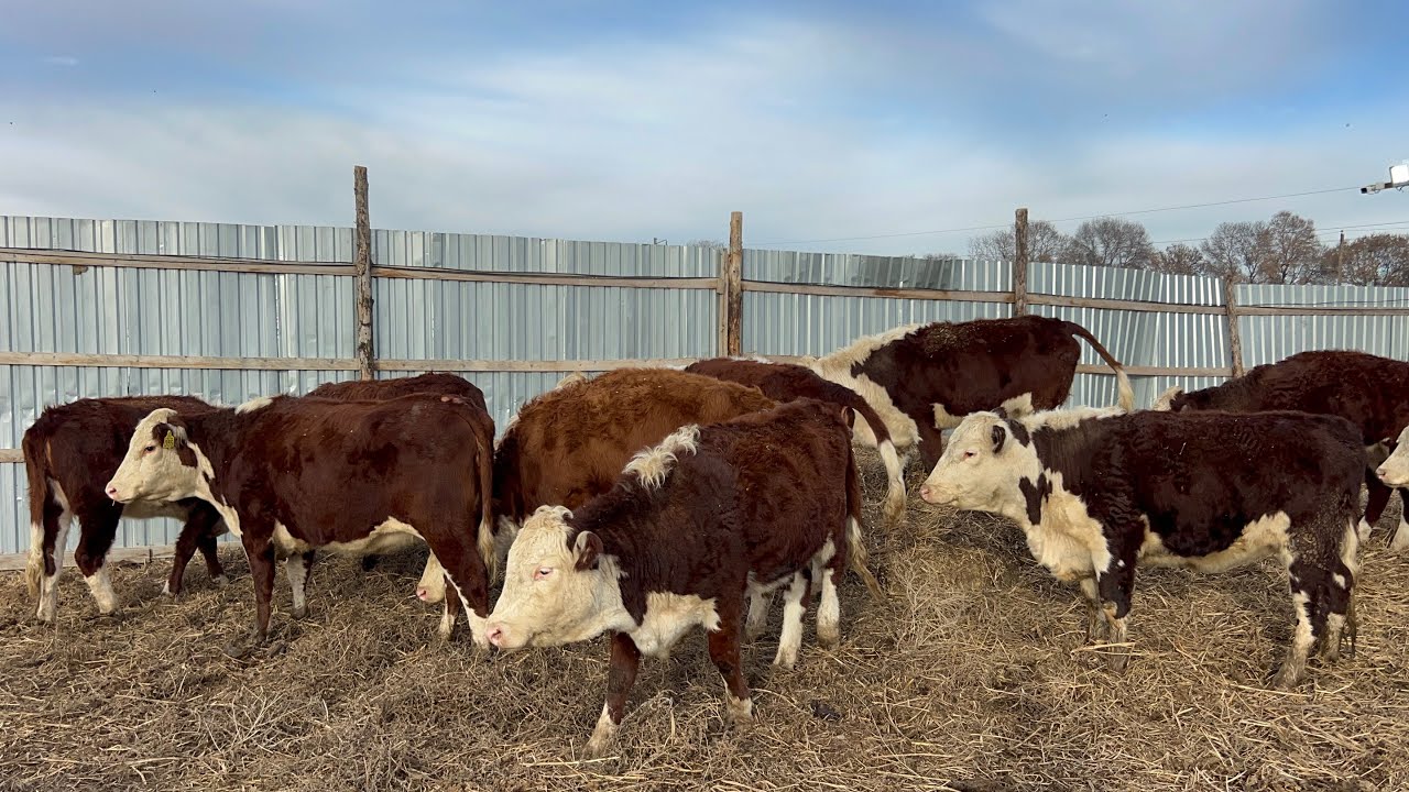 ГЕРЕФОРД бооз КУНАЖЫНдар сатылат