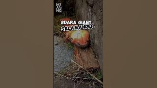 Suara Giant Salamander Seperti Bayi Menangis⁉️🥶 #funfacts #shorts