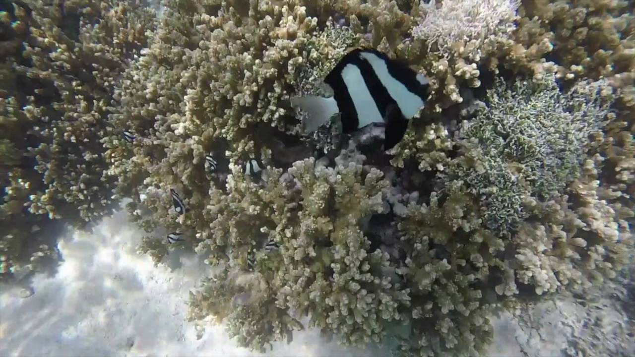 Snorkelling in Moorea, Tahiti YouTube