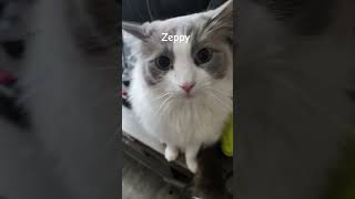 #cat #catsofyoutube #ragdoll