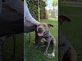 Adopt or Foster NONNA!