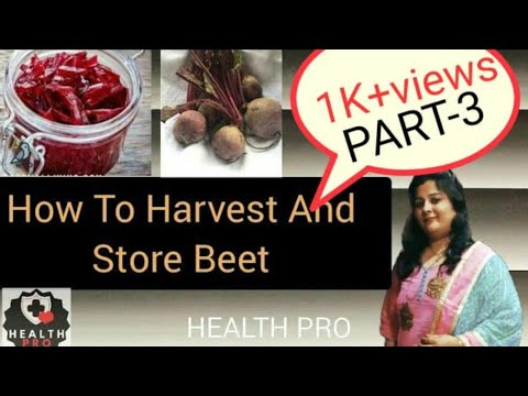 Video: How To Store Beets Properly. Part 3