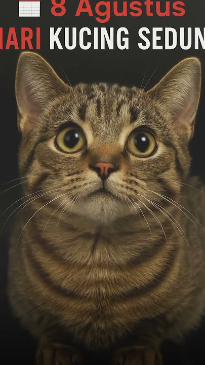 #fypyoutube #harikucingsedunia #memperingati  hari kucing sedunia