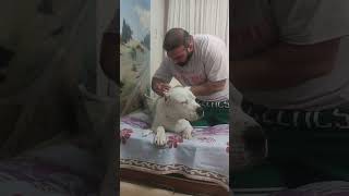 İğne Korkusu Olan Dogo