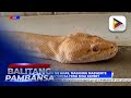 Pag Aalaga Ng Ahas Magiging Maswerte Sa 2025 Ayon Sa Feng Shui Expert Pag Aalaga Ng Ahas Magiging Maswerte Sa 2025 Ayon Sa Feng Shui Expert