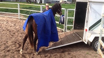 Horse float/trailer loading training
