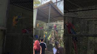 Feeding Macaws - Alimentando as araras em SP  #macaw #blueandgoldmacaw #animals #birds #parrot