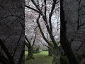 밴쿠버 억대급 벚꽃 명소 발견!! Discover the best cherry blossom spot of your life Canada 🇨🇦 #30