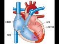 看護学生講座 185 解剖生理 ｢心臓1/2（心房心室･弁･肺動静脈･心筋･大動脈）｣