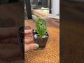 potting up more alocasia corms + how I acclimate them from 100% humidity #plantcaretips #houseplants