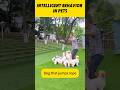 These dogs and cats are athletic.